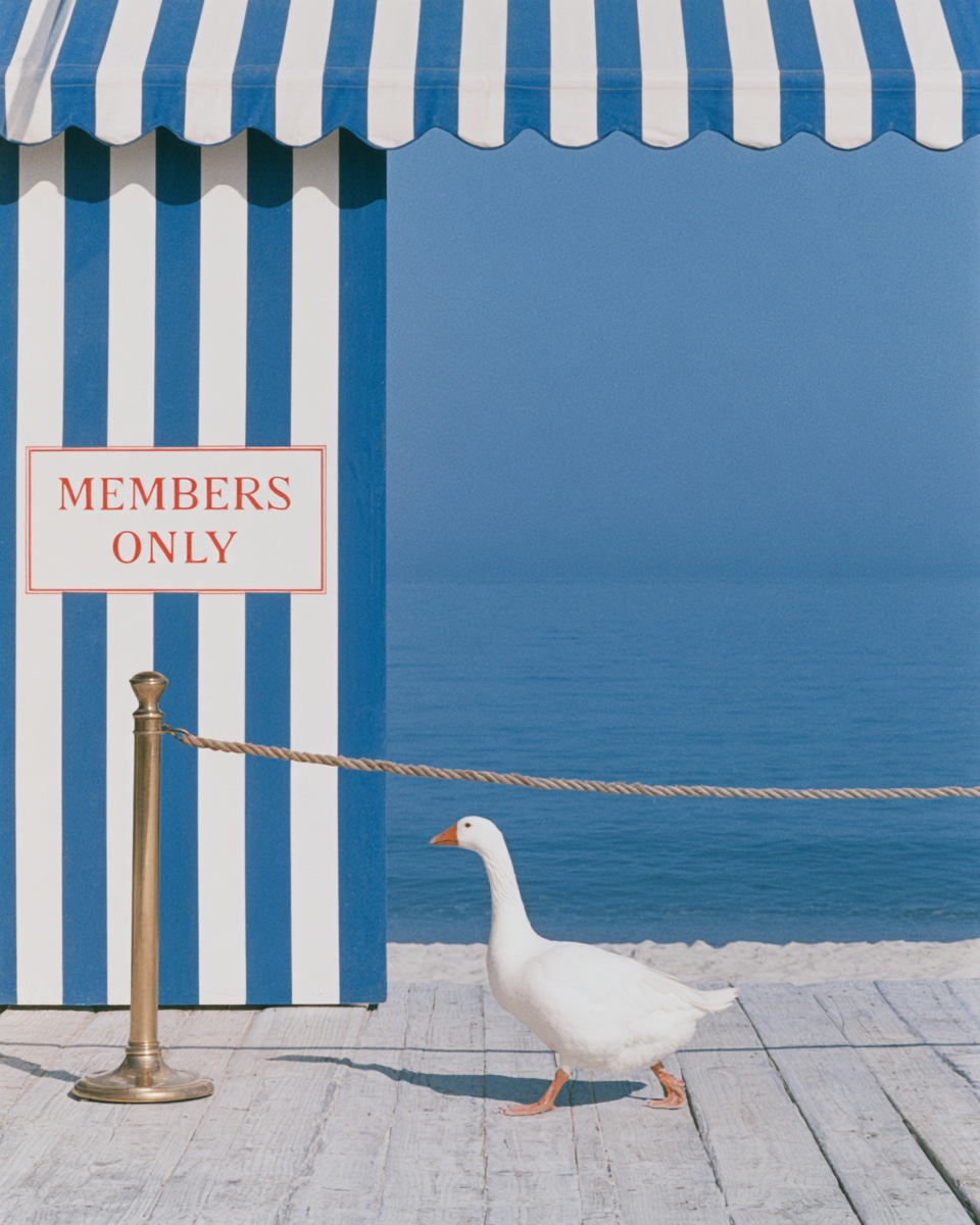 Members Only — a goose walks past the velvet rope of a private beach club